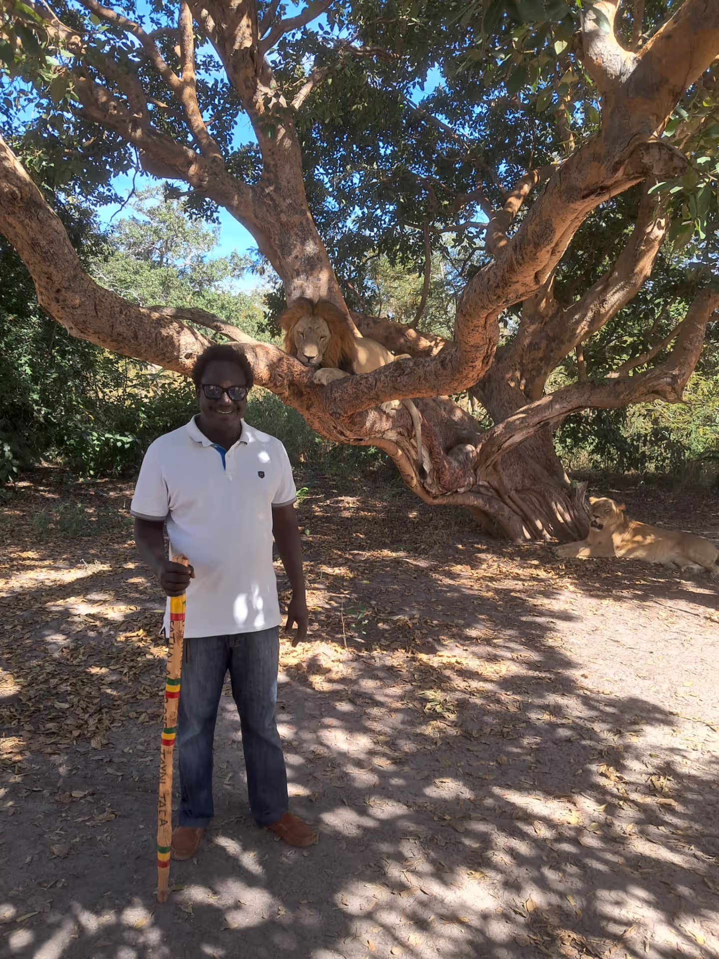Safari lions réserve de Bandia, Sénégal — Diambar guide indépendant