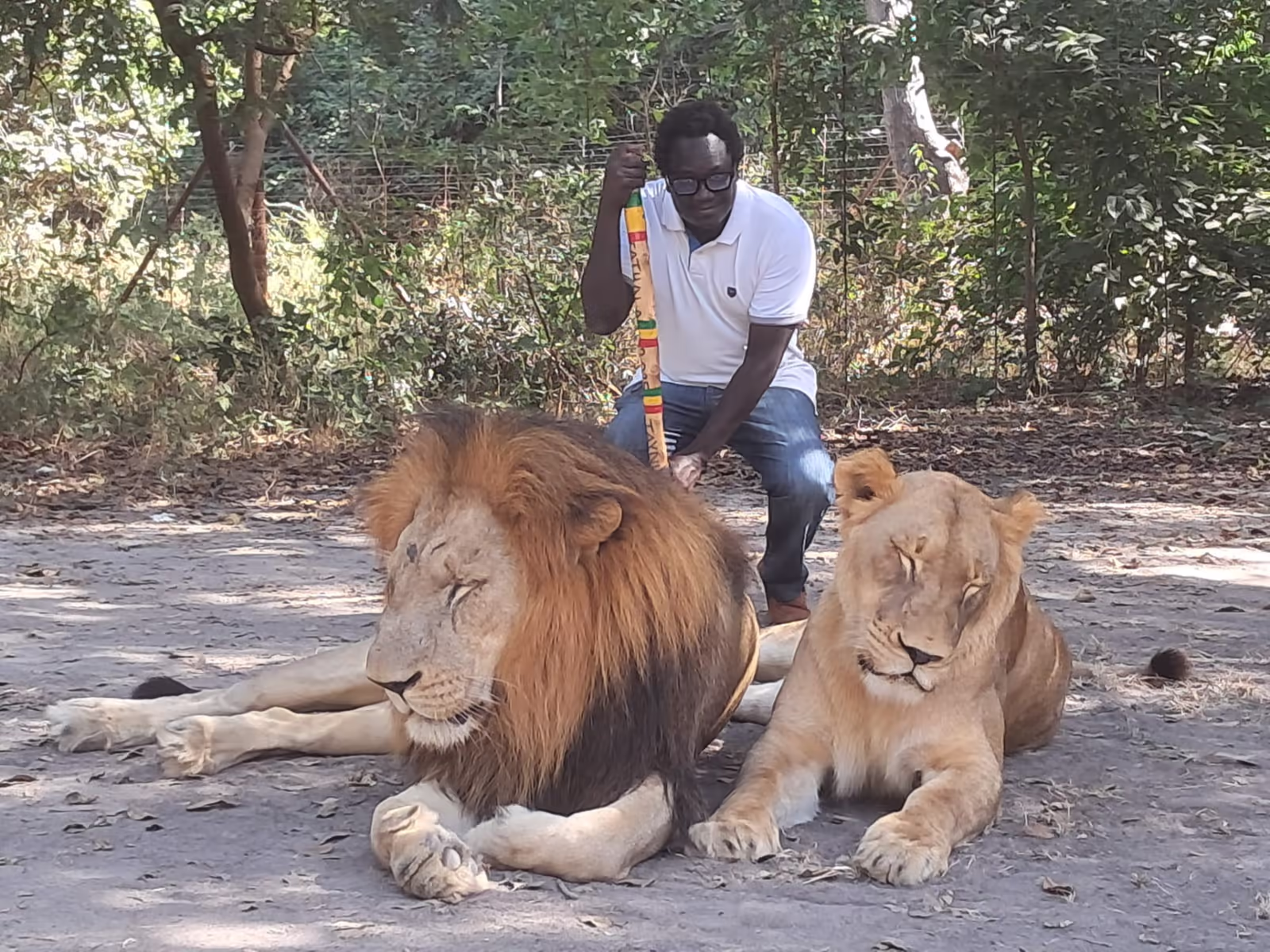 Safari lions réserve de Bandia, Sénégal