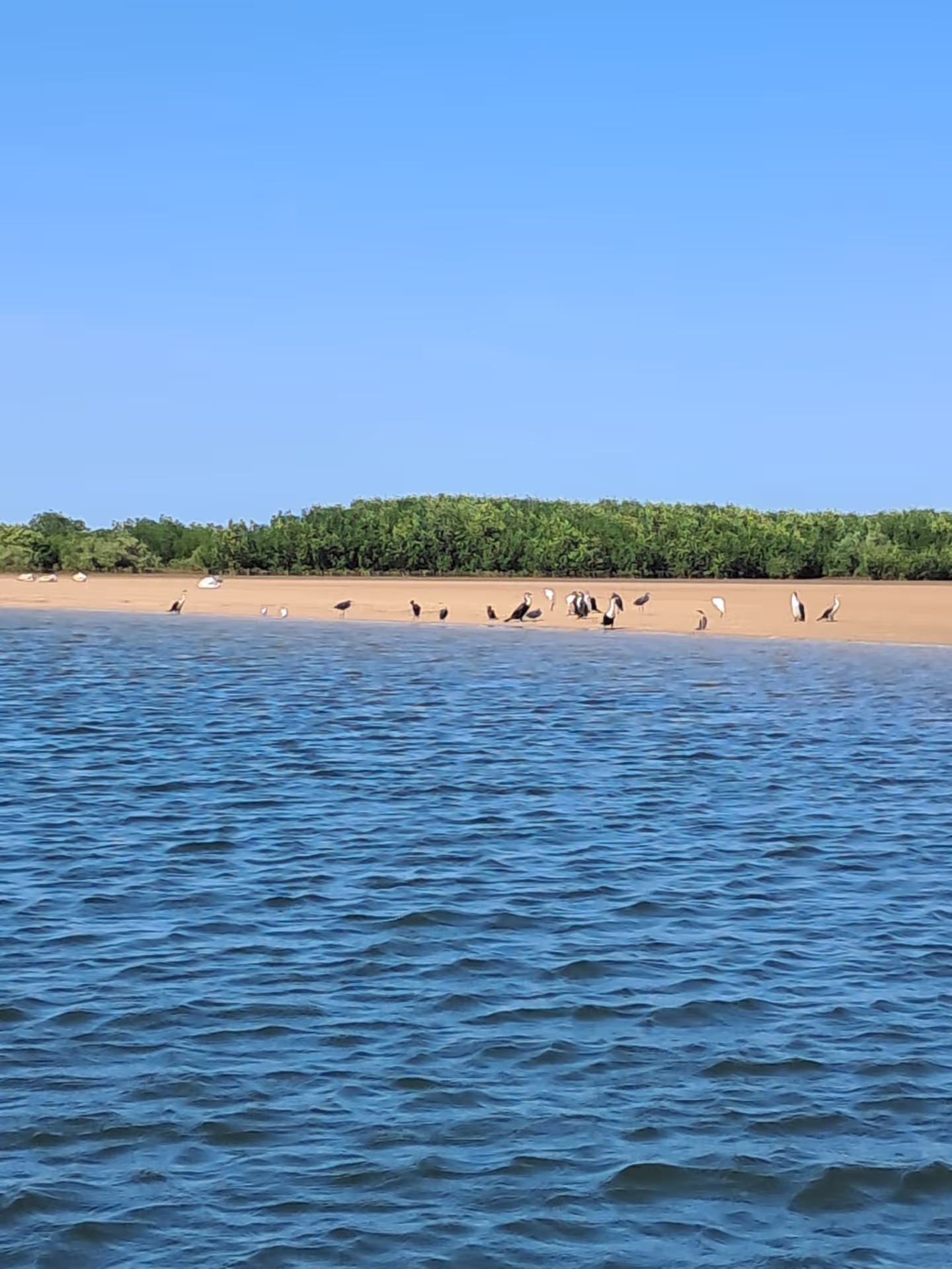 Oiseaux sur un banc de sable dans le Sine Saloum, Sénégal